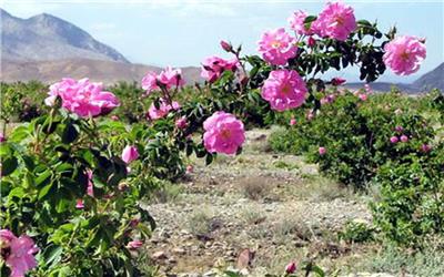 افزایش 80 هکتاری یک سایت کشت گل محمدی در الیگودرز