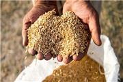 تامین26 هزار تن بذر اصلاح شده برای کشاورزان لرستانی