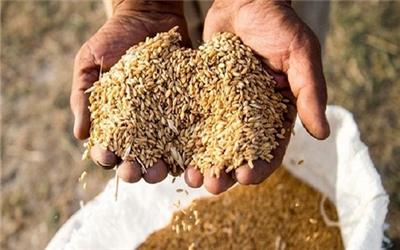 تامین26 هزار تن بذر اصلاح شده برای کشاورزان لرستانی