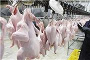 کشتارگاه‌های مرغ به غیر از روز عاشورا در لرستان فعال هستند