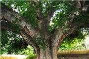 ثبت درخت کهنسال الیگودرز در فهرست آثار ملی کشور