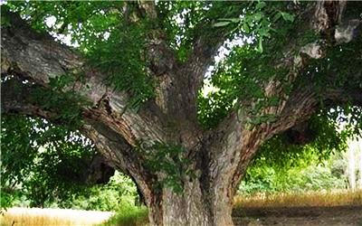 ثبت درخت کهنسال الیگودرز در فهرست آثار ملی کشور