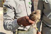 دستگیری متخلف زنده گیری پرندگان شکاری در دلفان+ تصاویر