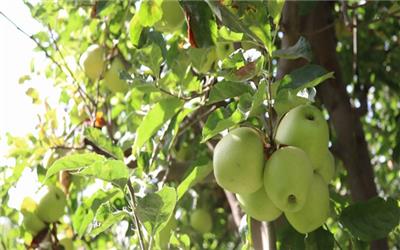 برداشت 40 هزار تن سیب در بروجرد/ کمبود سردخانه محصولات باغی از معضلات باغداری در استان