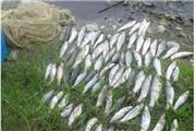 300قطعه ماهی از صیادان غیرمجاز در پلدختر کشف شد