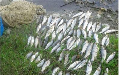 300قطعه ماهی از صیادان غیرمجاز در پلدختر کشف شد