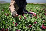 طرح  توسعه کشت گیاهان دارویی در لرستان اجرا می‌شود /تولید سالانه 14 هزار تن گیاهان دارویی در استان