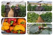 برداشت 10هزار تن صیفی جات و سبزیجات از گلخانه‌های استان لرستان