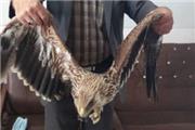 نجات یک بهله عقاب توسط دوستدار محیط زیست در الیگودرز