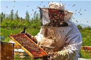 تأمین و توزیع 1000 تن شکر بین زنبورستانهای های استان لرستان