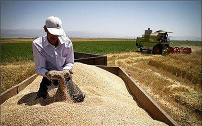 خرید تضمینی 220هزارتن گندم مازاد بر نیاز کشاورزان در لرستان