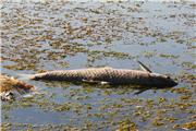 خسارت سیل به 30 مزرعه پرورش ماهی در لرستان