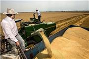 خرید تضمینی بیش از 233 هزارتن گندم مازاد بر نیاز کشاورزان در لرستان / رشد 122 درصدی نسب سال گذشته