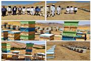 رتبه نخست تولید عسل درشهرستان دلفان/رکورد تولید 156کیلوگرم عسل از7طبقه بایک ملکه