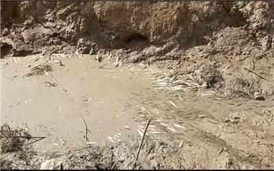 فیلم تلف شدن میلیونها آبزی در رودخانه بیرانشهر