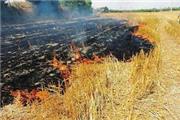 ممنوعیت سوزاندن بقایای گیاهی اراضی کشاورزی