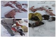 دستگیری شکارچیان غیر مجاز گراز وحشی در شهرستان دلفان