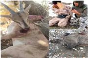 کشف مستندات جدید یک روز پس از دستگیری شکارچی سابقه دار حیات وحش در لرستان