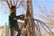 آغاز عملیات هرس زمستانه درختان در خرم آباد