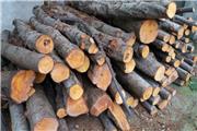 27 تن چوب قاچاق در بروجرد کشف و ضبط شد