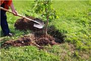 آغاز طرح مردمی کاشت 30 میلیون درخت در لرستان +فیلم