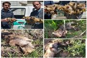 کشاورز ازنایی 5 توله روباه سرگردان را به محیط زیست تحویل داد