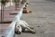 شهرداری ها در لرستان به احداث جان پناه برای سگ های بلا صاحب اقدام کنند