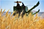 رکورد کشت و خرید گندم در تاریخ کشاورزی لرستان