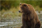 تصاویر یک خرس قهوه‌ای در منطقه حفاظت شده «اشترانکوه» لرستان ثبت شد.