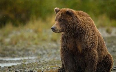 تصاویر یک خرس قهوه‌ای در منطقه حفاظت شده «اشترانکوه» لرستان ثبت شد.