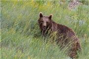 ثبت همزمان تصویر 4 قلاده خرس قهوه‌ای در منطقه حفاظت شده اشترانکوه